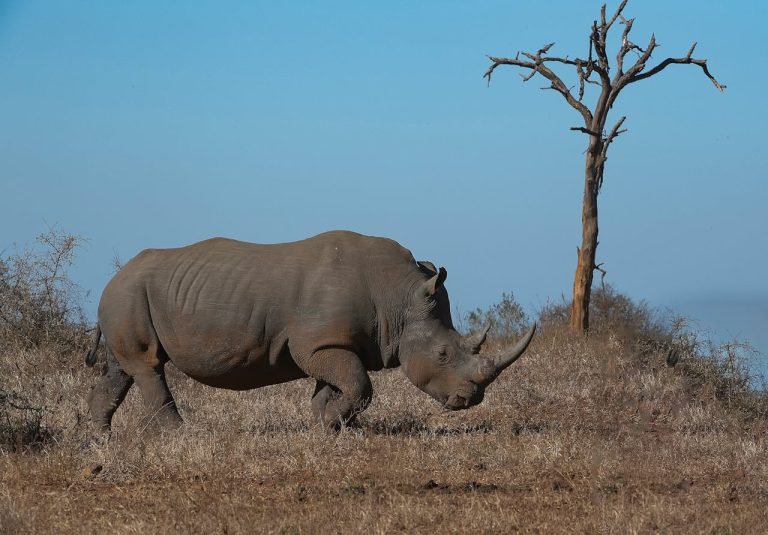 rhino